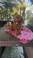 Radish , a female Goldendoodle for sale in Fresno, CA – 3 of 5