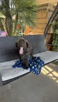 Hershey , a male Labradoodle for sale in Fresno, CA – 6 of 6