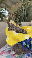 F1b Merly, a female Bordoodle for sale in Fresno, CA – 2 of 8