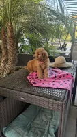 Goldy, a female Goldendoodle for sale in Fresno, CA – 5 of 6