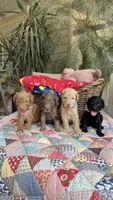 F1b Creamy, a male Bordoodle for sale in Fresno, CA – 4 of 6