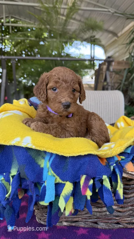 Radish – Labradoodle puppy for sale in Fresno, CA