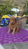 Radish, a female Labradoodle for sale in Fresno, CA – Photo 2 of 4