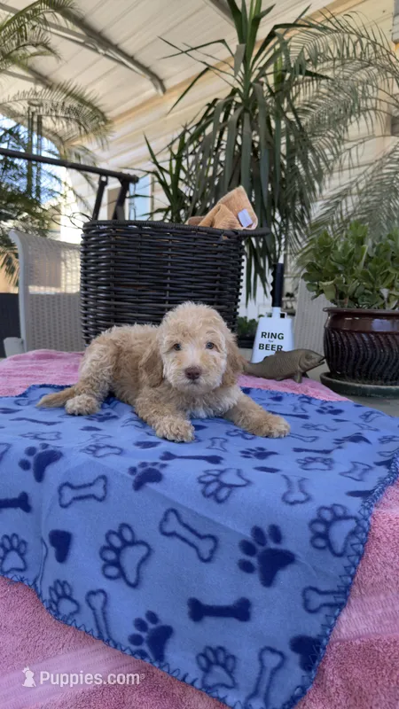 F1b Creamy – Bordoodle puppy for sale in Fresno, CA