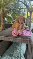 Goldy, a female Goldendoodle for sale in Fresno, CA – 4 of 6
