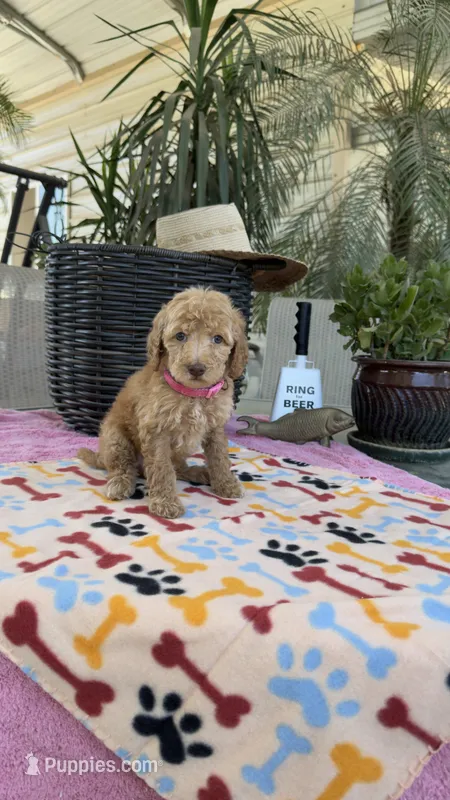 F1b Goldy – Bordoodle puppy for sale in Fresno, CA
