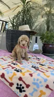 F1b Goldy, a female Bordoodle for sale in Fresno, CA – 1 of 8