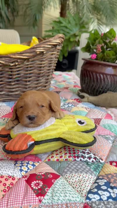 Goldy, a  Goldendoodle for sale in Fresno, CA – 6 of 6