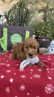 Red, a male Goldendoodle for sale in Fresno, CA – 2 of 4