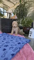 F1b Creamy, a male Bordoodle for sale in Fresno, CA – 2 of 6