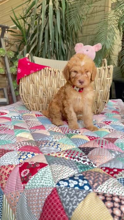 Goldilocks , a female Labradoodle for sale in Fresno, CA – 6 of 6