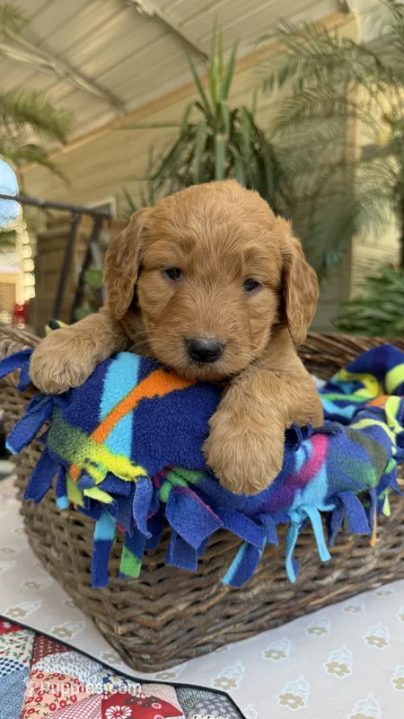 Goldy – Goldendoodle puppy for sale in Fresno, CA