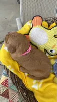 Goldy, a  Goldendoodle for sale in Fresno, CA – 4 of 6