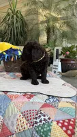 Sachis, a female Labradoodle for sale in Fresno, CA – 4 of 4