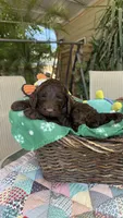 Brownsy, a male Labradoodle for sale in Fresno, CA – 3 of 6