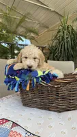 Creamy , a male Labradoodle for sale in Fresno, CA – 4 of 4