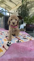 F1b Goldy, a female Bordoodle for sale in Fresno, CA – 2 of 8