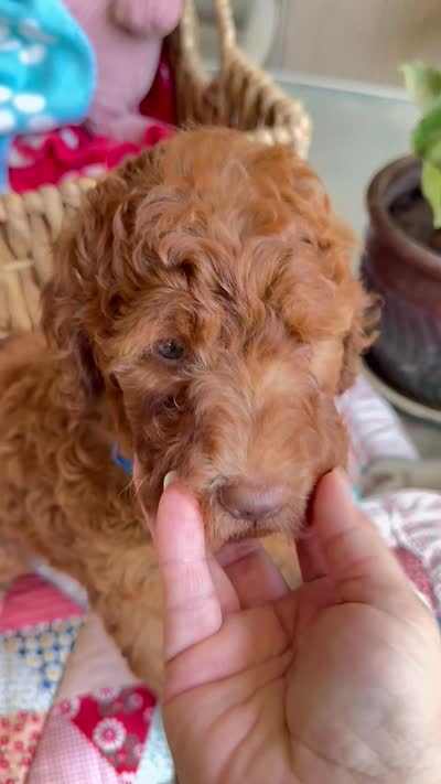 Copper, a male Labradoodle for sale in Fresno, CA – 6 of 6