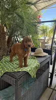 Red, a male Goldendoodle for sale in Fresno, CA – 4 of 6