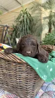 Brownsy, a male Labradoodle for sale in Fresno, CA – 1 of 6
