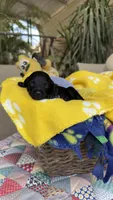F1b Merly, a female Bordoodle for sale in Fresno, CA – 8 of 8