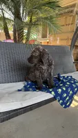 Hershey , a male Labradoodle for sale in Fresno, CA – 2 of 6