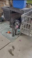 F1b Merly, a female Bordoodle for sale in Fresno, CA – 5 of 8