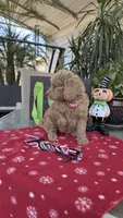 Creamy , a female Goldendoodle for sale in Fresno, CA – 2 of 5