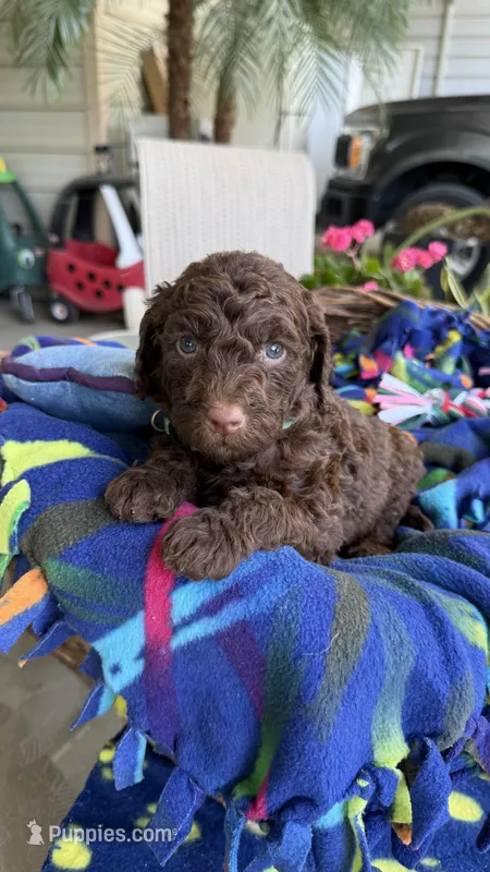 Jelly Bean  – Labradoodle puppy for sale in Fresno, CA