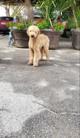 F1b Merly, a female Bordoodle for sale in Fresno, CA – 4 of 8
