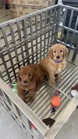 Red, a male Goldendoodle for sale in Fresno, CA – 2 of 6