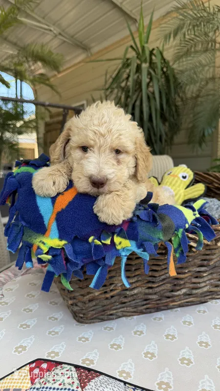 Creamy  – Labradoodle puppy for sale in Fresno, CA