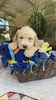 Creamy , a male Labradoodle for sale in Fresno, CA – 1 of 4