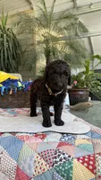 Sachis, a female Labradoodle for sale in Fresno, CA – 2 of 4