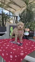 Creamy , a female Goldendoodle for sale in Fresno, CA – 4 of 5