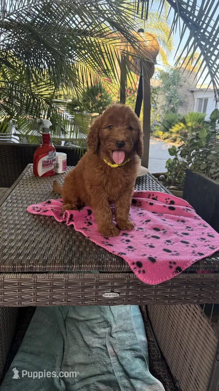 Radish  – Goldendoodle puppy for sale in Fresno, CA