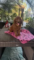 Radish , a female Goldendoodle for sale in Fresno, CA – 1 of 5