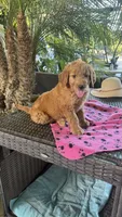 Goldy, a female Goldendoodle for sale in Fresno, CA – 2 of 6