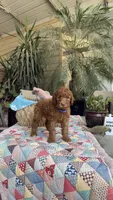 Copper, a male Labradoodle for sale in Fresno, CA – 5 of 6
