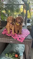 Radish , a female Goldendoodle for sale in Fresno, CA – 4 of 5
