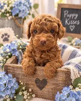 Marshmello, a male Poodle - Toy  for sale in Brownsville, TX – 1 of 1