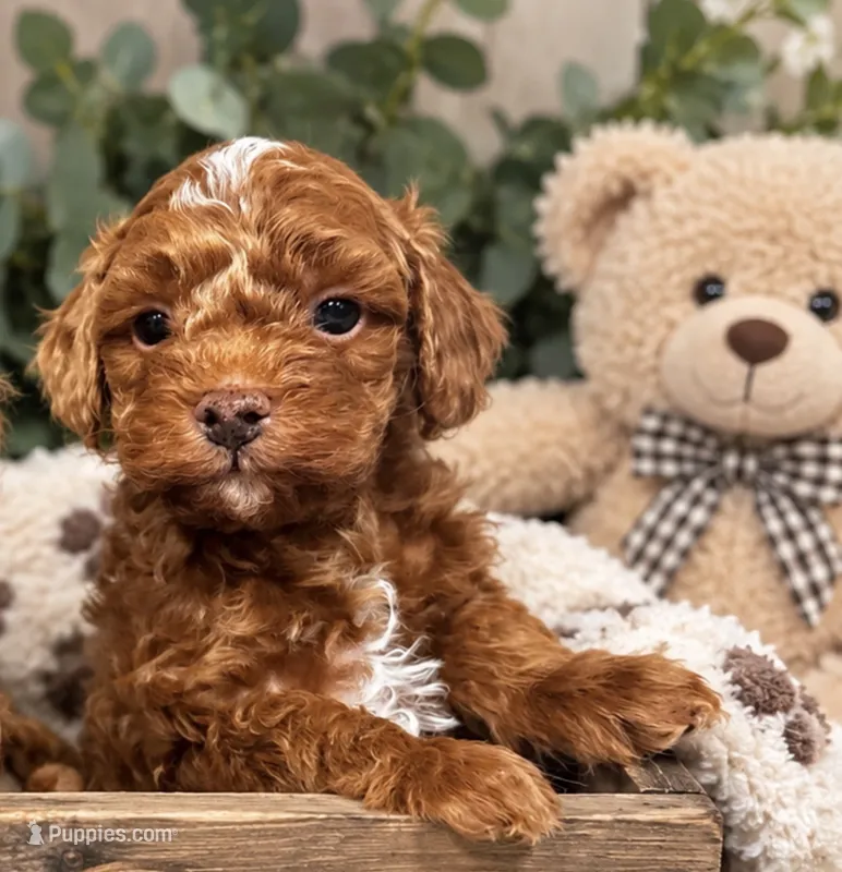 Gizmo – Poodle - Toy  puppy for sale in Brownsville, TX