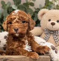 Gizmo, a male Poodle - Toy  for sale in Brownsville, TX – 1 of 1