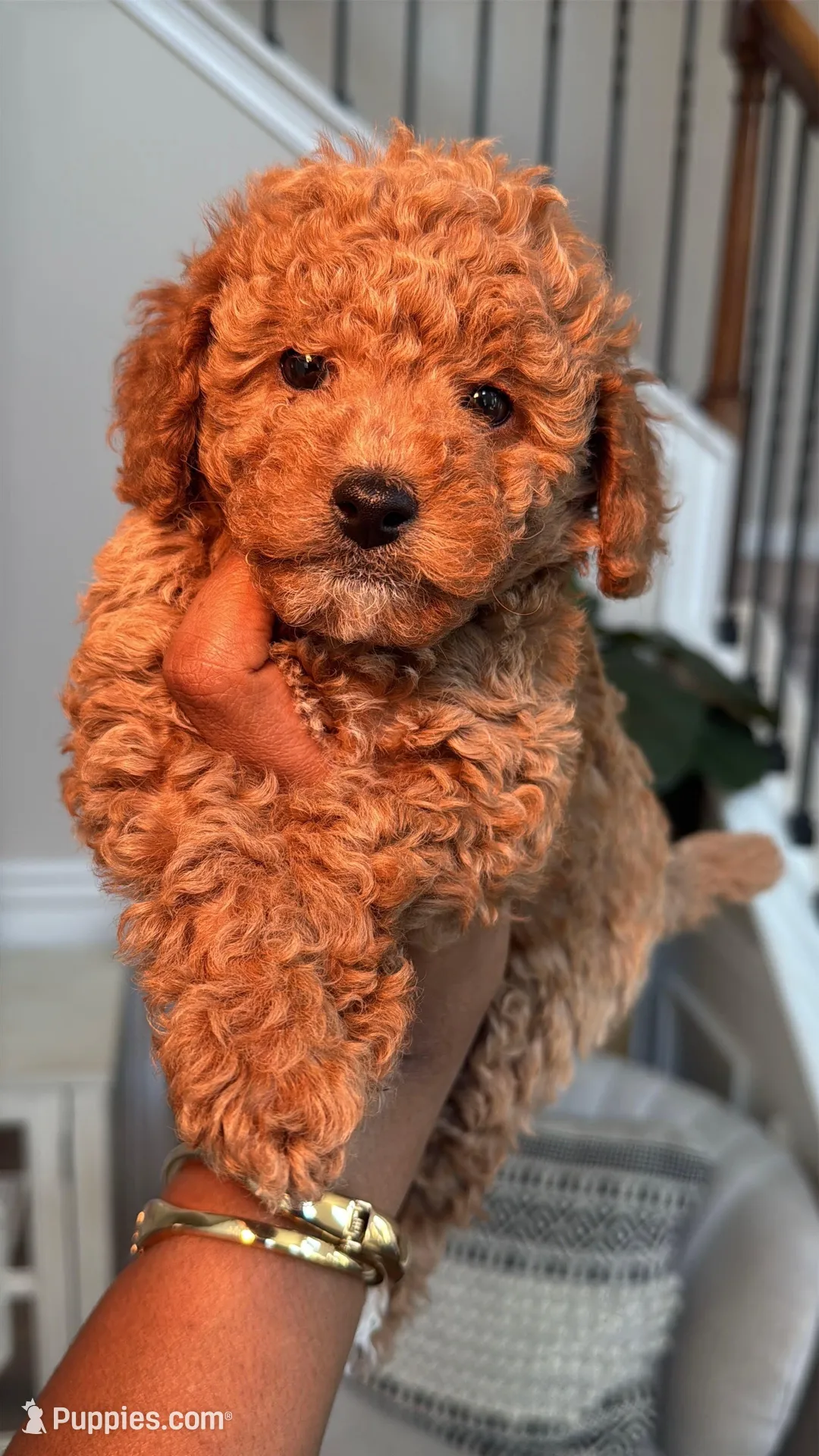 Lyndon, a female Poodle - Toy  for sale in Hendersonville, TN – Photo 1 of 4