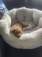 Lyndon, a female Poodle - Toy  for sale in Hendersonville, TN – Photo 2 of 4