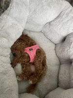 Lyndon, a female Poodle - Toy  for sale in Hendersonville, TN – Photo 4 of 4