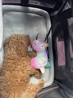 Lyndon, a female Poodle - Toy  for sale in Hendersonville, TN – Photo 3 of 4