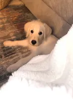 Herbie, a male Labradoodle for sale in Buda, TX – Photo 1 of 4