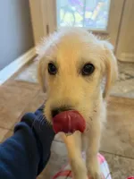 Herbie, a male Labradoodle for sale in Buda, TX – Photo 4 of 4