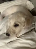 Herbie, a male Labradoodle for sale in Buda, TX – Photo 3 of 4